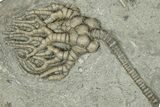 Fossil Crinoid Plate (Two Species) - Crawfordsville, Indiana #359216-2